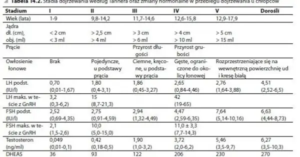 Tabela przedstawia stadia dojrzewania u chłopców, w tym 11-latka, z uwzględnieniem wieku, rozwoju jąder, prącia, owłosienia łonowego oraz zmian hormonalnych.